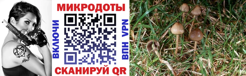 как найти закладки  Апатиты  мориарти клад  Псилоцибиновые грибы Psilocybe 